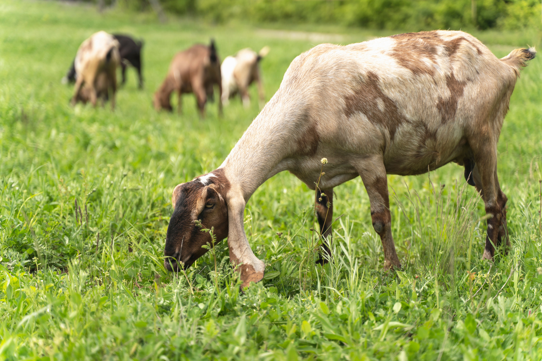 Protein for Goats is Essential